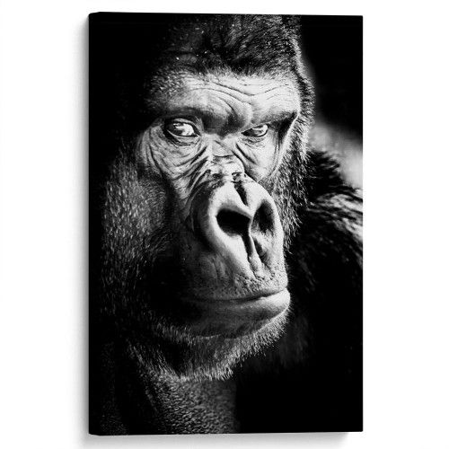 kartina-Черно-белая горилла
