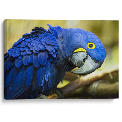 kartina-Синий попугай