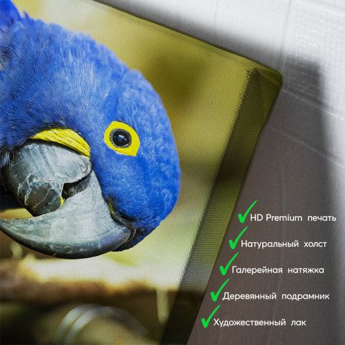 kartina-Синий попугай