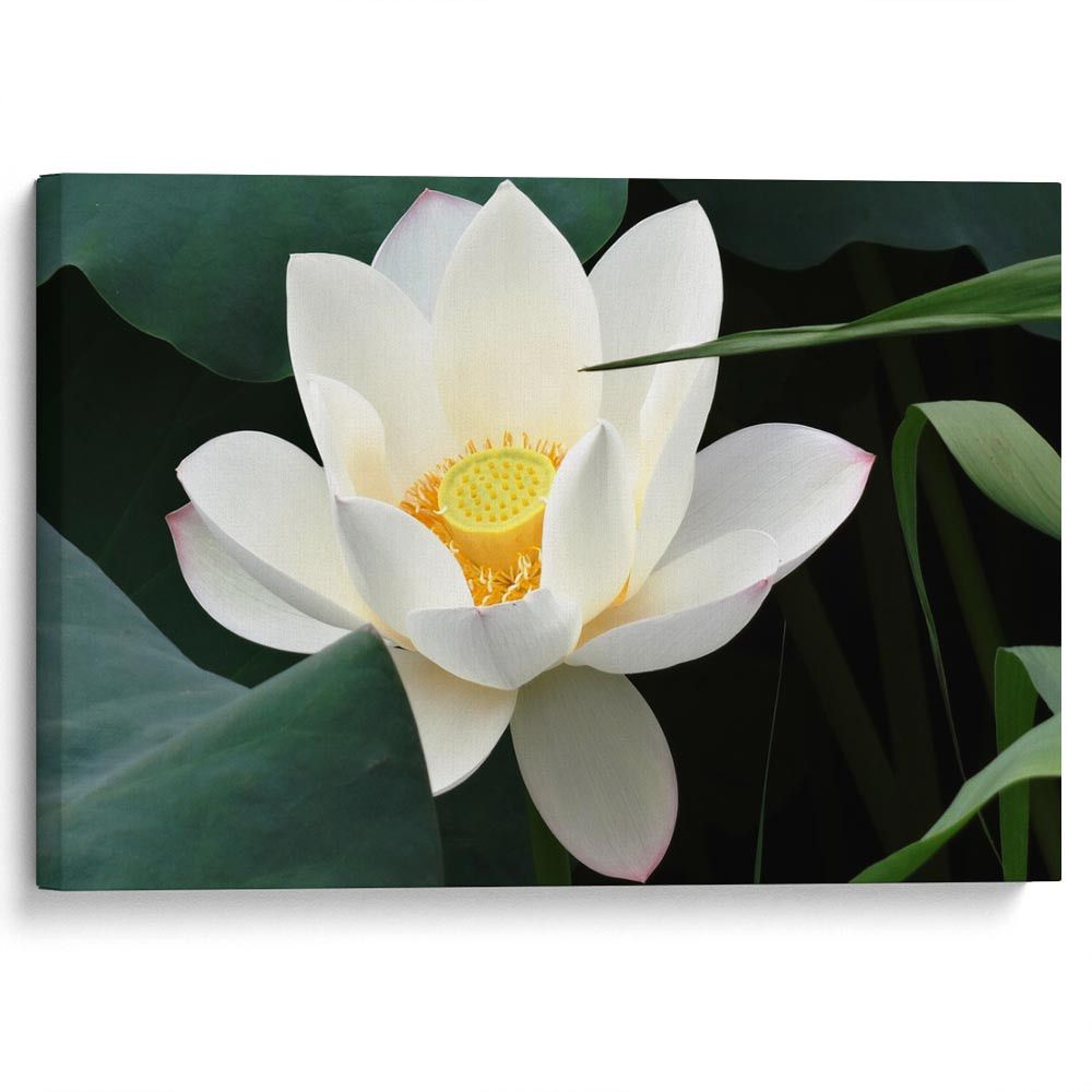 kartyna-Біла водяна лілія на ставку