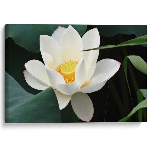 kartyna-Біла водяна лілія на ставку