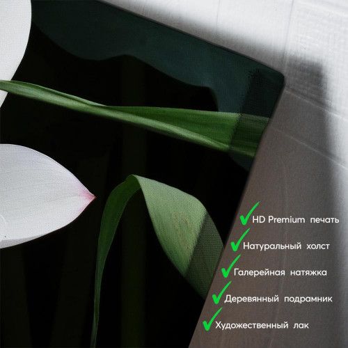 kartina-Белая водяная лилия на пруду